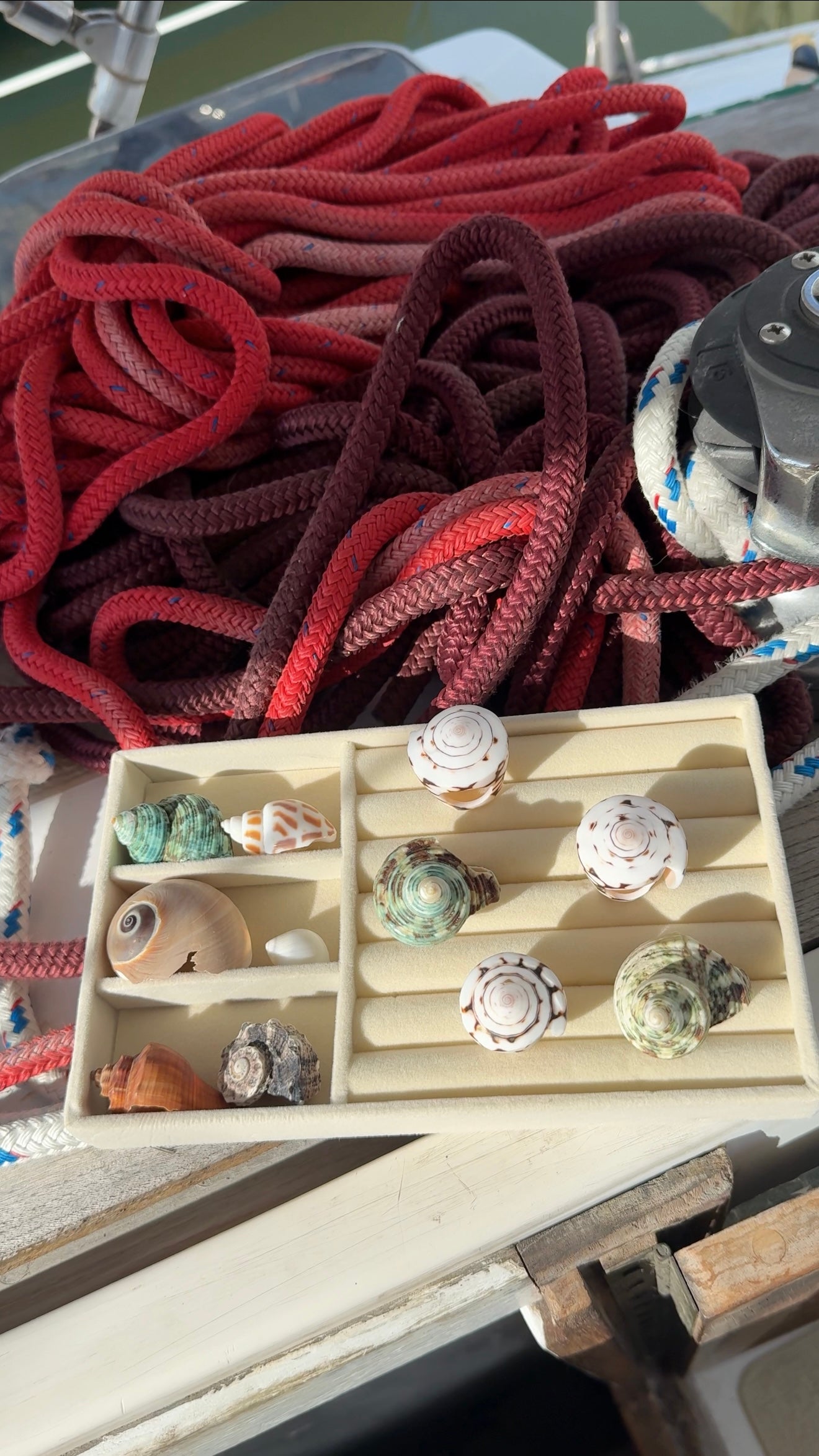 Mermaid • White Shell Ring