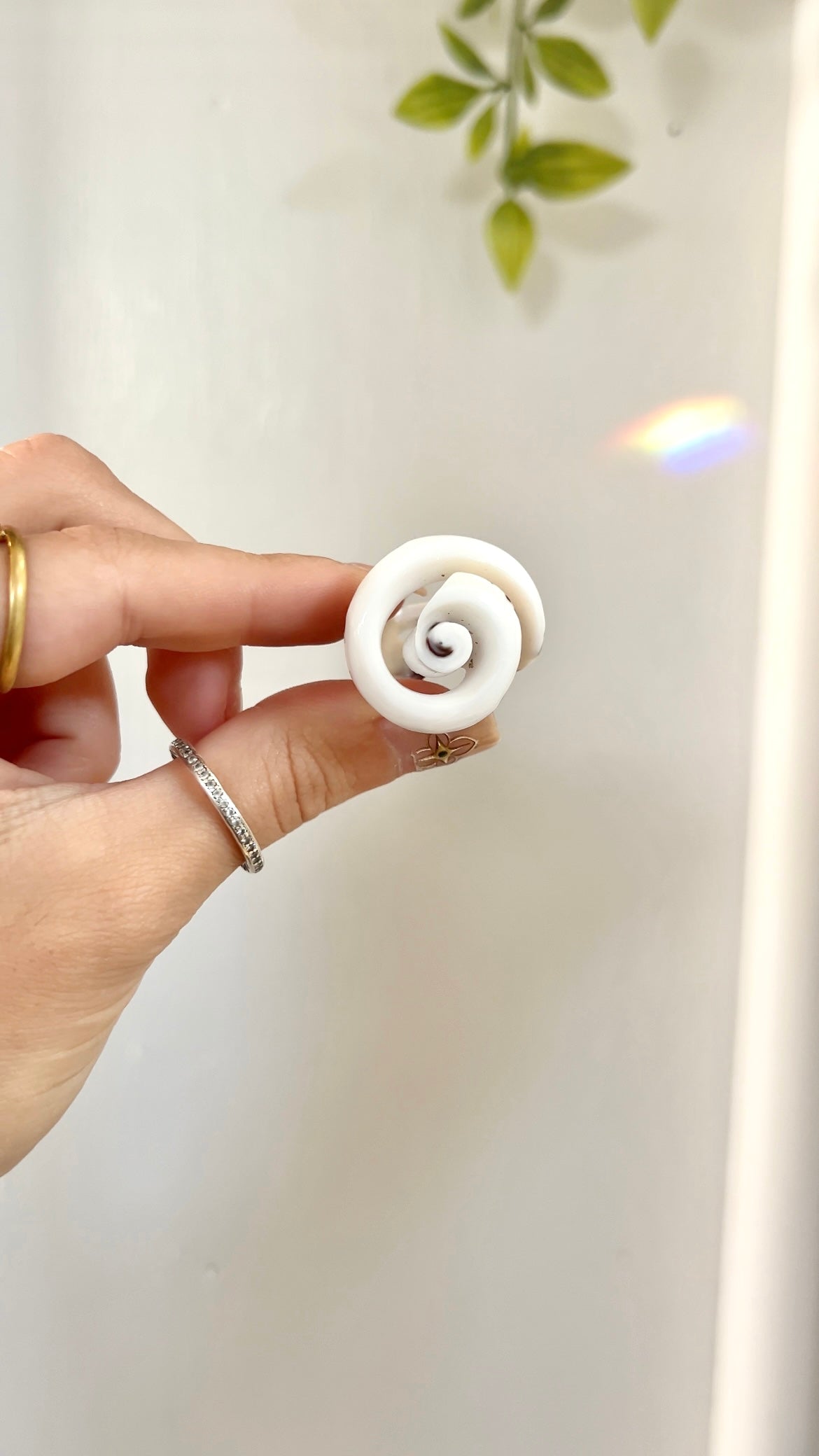 Spiral Seas • Shell Ring/Dread Bead