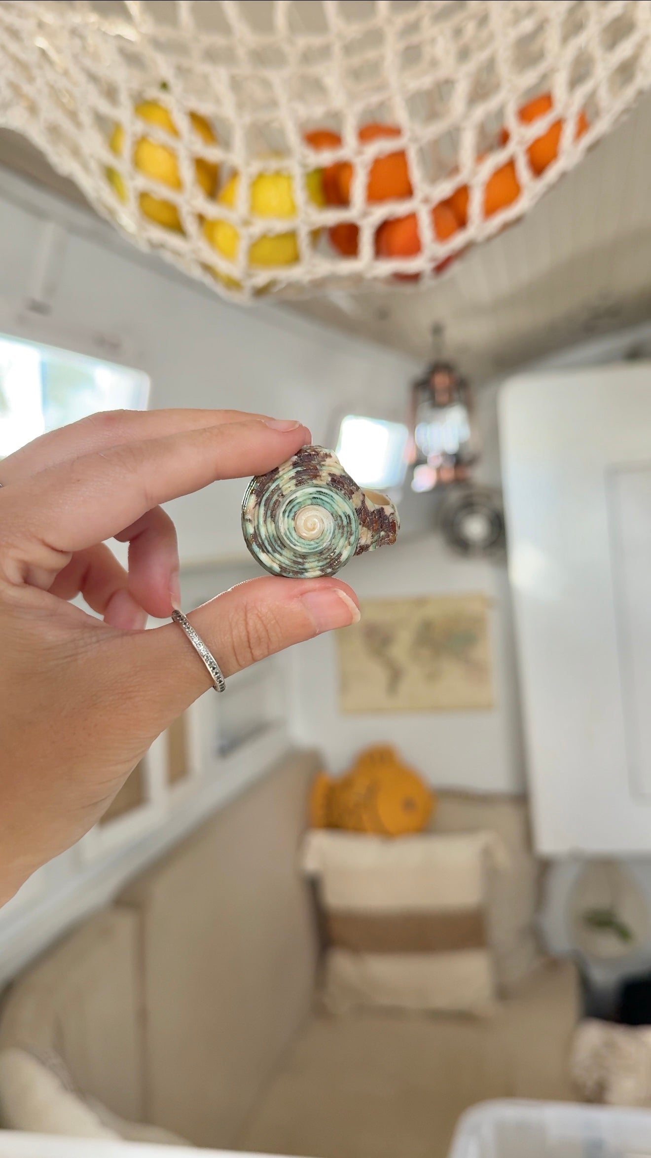 Mangrove Mama • Shell Ring